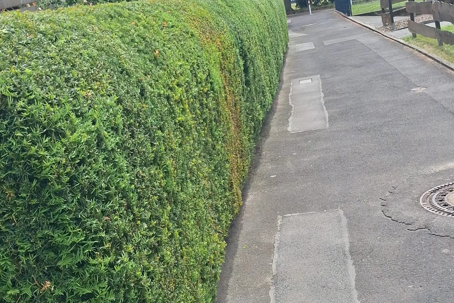 Frisch geschnittene Eibenhecke mit gerader Oberkante entlang einer Anliegerstrasse.