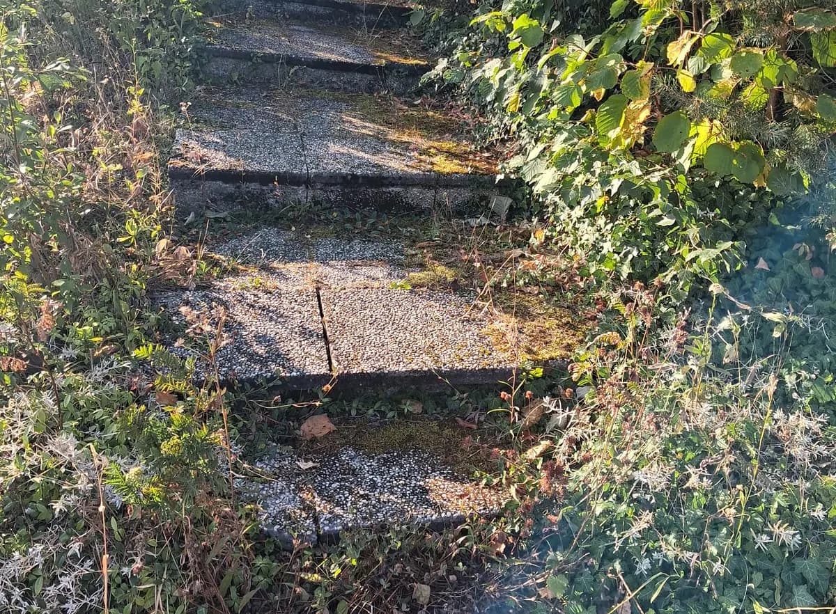 Zugewachsene, vermooste Aussentreppe mit Aufwuchs zwischen den Stufen.