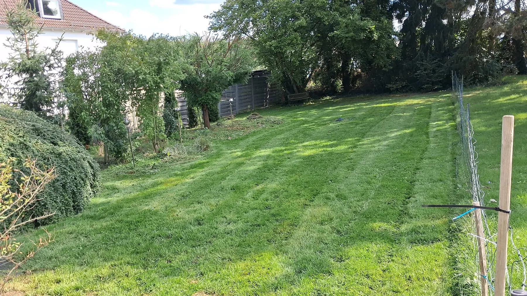 Grosse, frisch gemähte Rasenfläche mit sichtbaren Mähbahnen, dahinter Gartenzaun und Bäume.