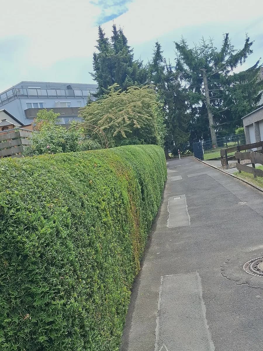 Frisch geschnittene Eibenhecke mit gerader Oberkante entlang einer Anliegerstrasse.