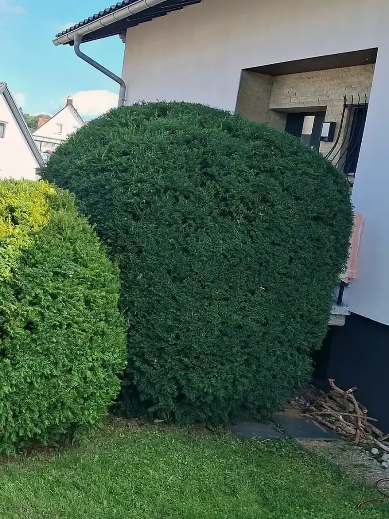 In Kugelform geschnittene Eiben am Eingang eines Wohnhauses, dahinter der überdachte Hauszugang.